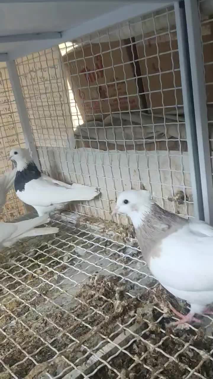 طوق کرمانشاهی|پرنده|مبارکه, |دیوار