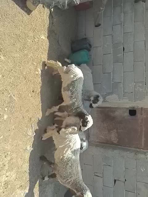 بره|حیوانات مزرعه|لردگان, |دیوار