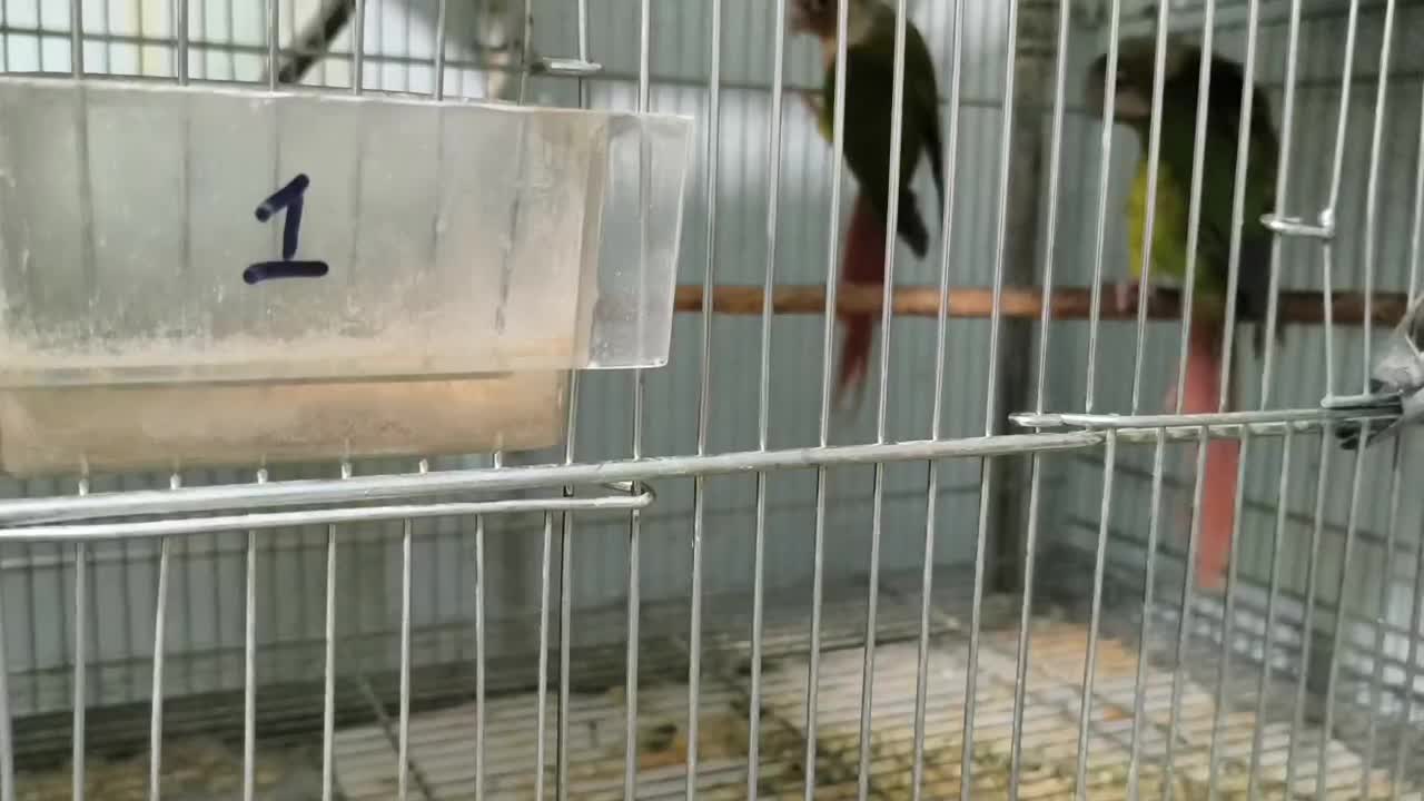 فروش گرینچیک ،طوطی برزیلی ، عروس هلندی، قناری|پرنده|تهران, استاد معین|دیوار