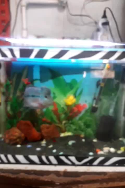 فلاور نر|ماهی|سراب, |دیوار