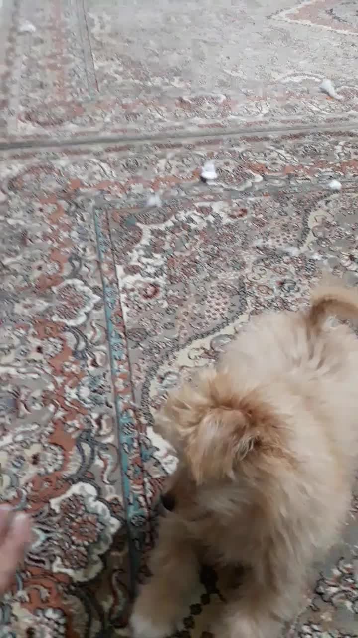 سگ ۴ماهه باهوش|سگ|سنندج, |دیوار