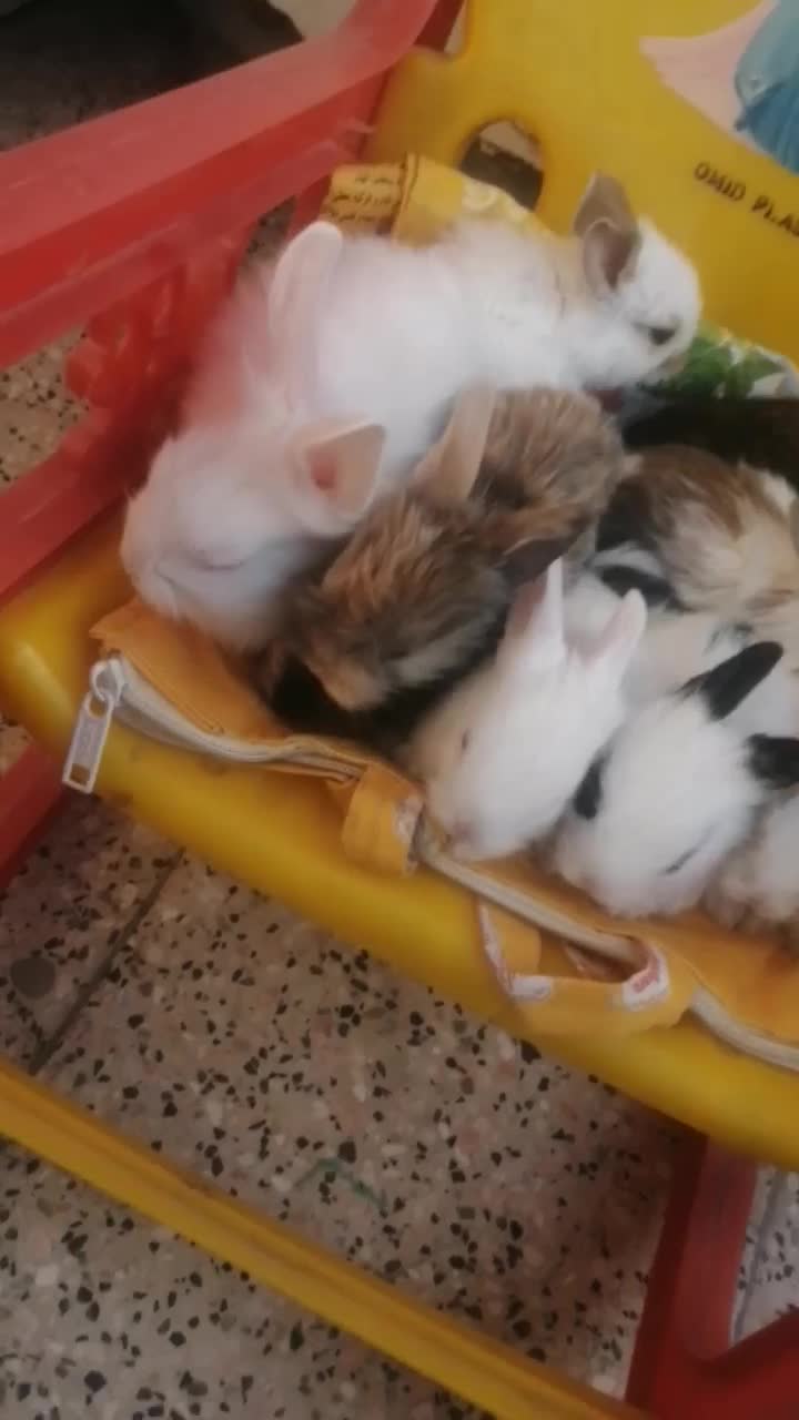 مینی وکوچولو|موش و خرگوش|مشهد, طبرسی شمالی|دیوار