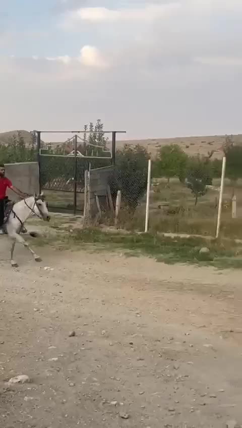 اسب نریان بسیار آرام بدون هیچگونه اخلاق بد|اسب و تجهیزات اسب‌سواری|ماکو, |دیوار