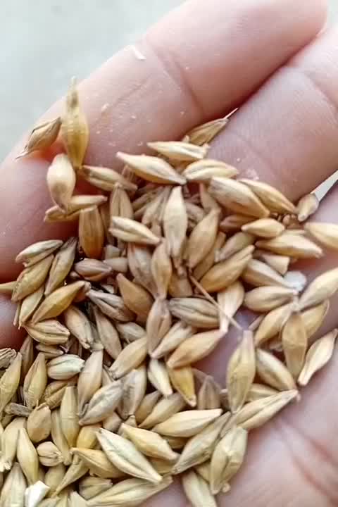 جو شمالی|عمدهفروشی|اندیمشک, |دیوار