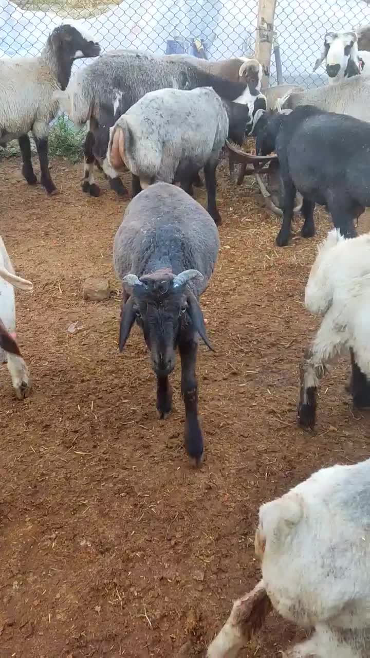 فروش بره نر|حیوانات مزرعه|پاسارگاد, |دیوار