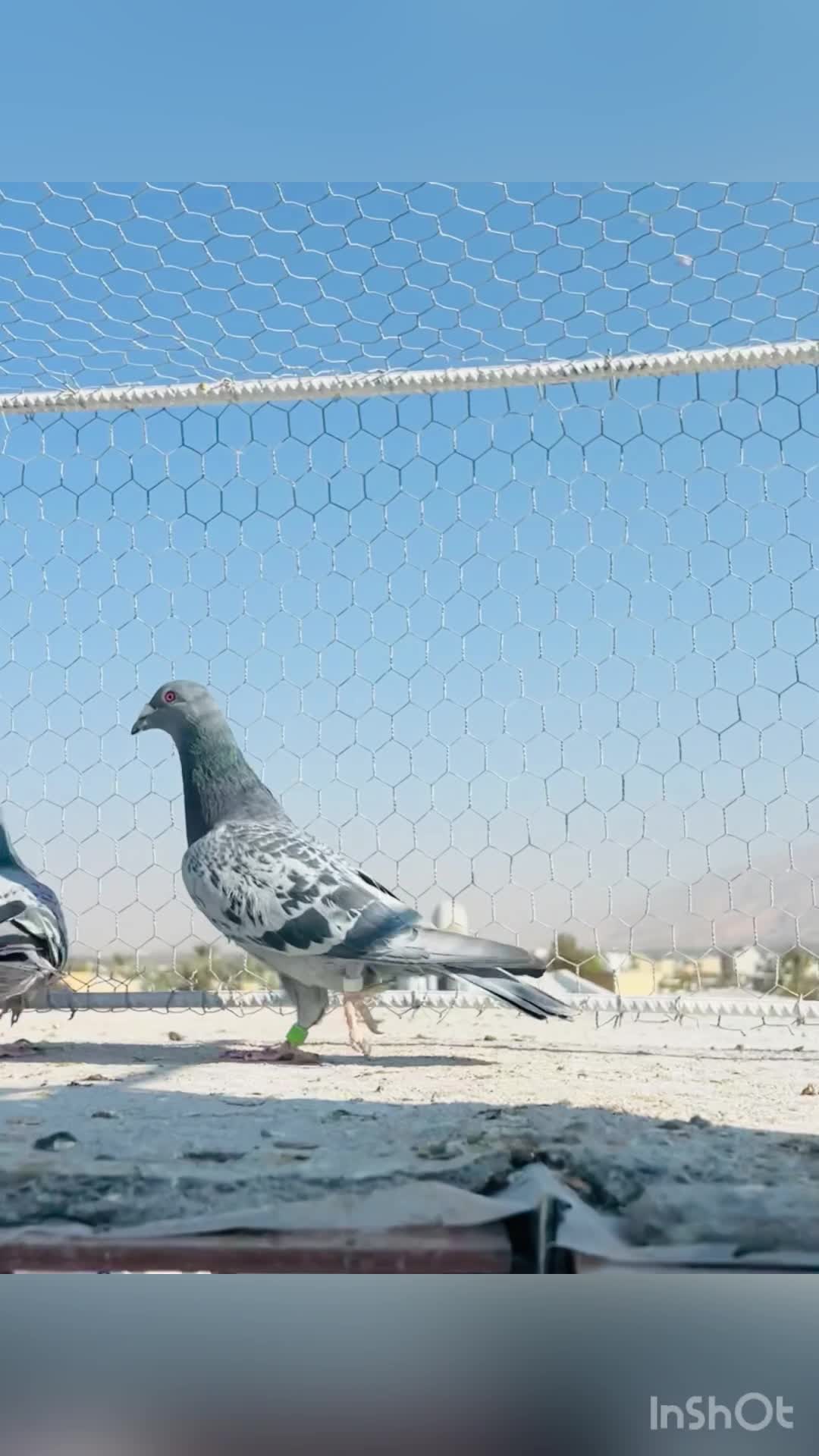 کبوتر پلاکی شهری طاووسی سبز پیازی زرد|پرنده|شیراز, میانرود|دیوار