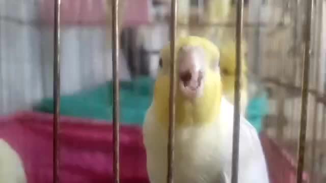 عروس هلندی|پرنده|شهرضا, |دیوار