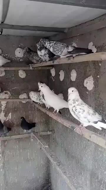 کبوتر تهرانی|پرنده|شهریار, شهریار|دیوار