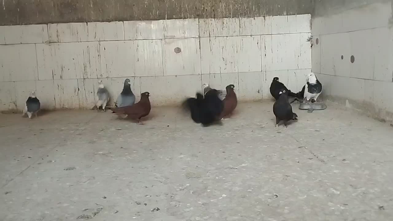 کفتر رنگی|پرنده|یزد, |دیوار