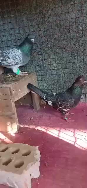 کبوتر تاپ جفت درجه یک|پرنده|شوش, |دیوار