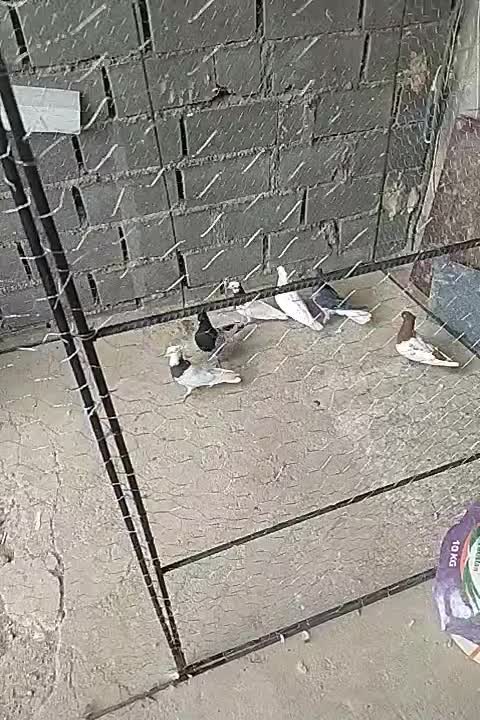 کفتر رنگی|پرنده|بجنورد, |دیوار