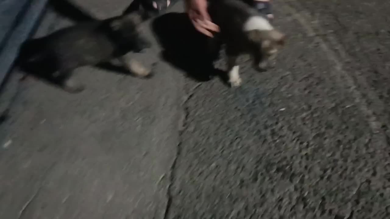 توله سگ افغان نر|سگ|شریفآباد, |دیوار