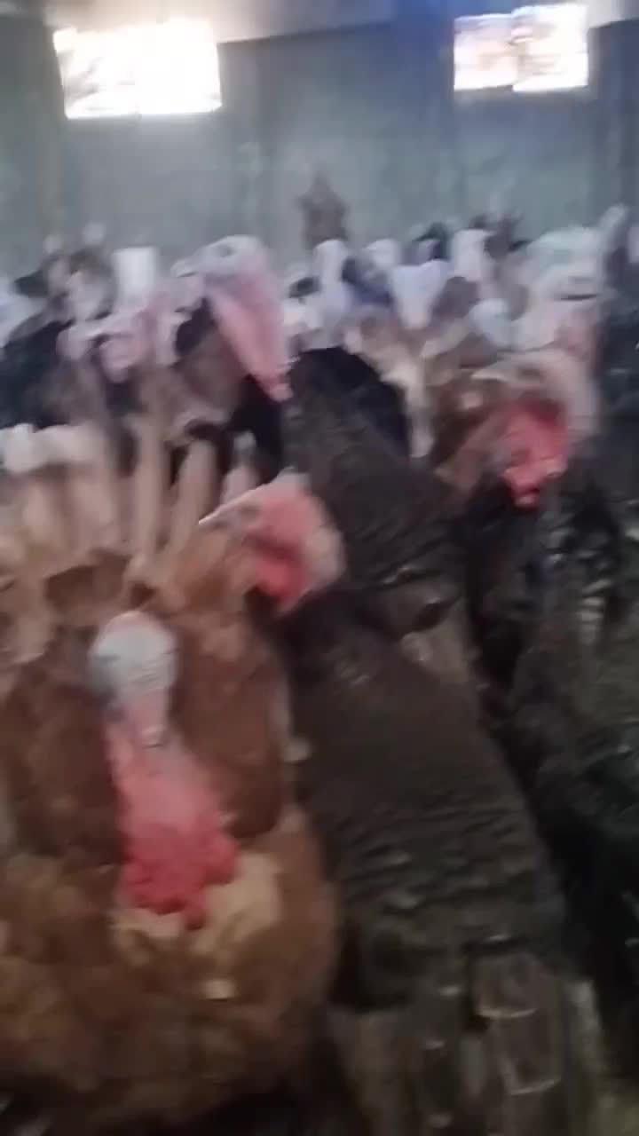 بوقلمون بوربون محلی|حیوانات مزرعه|بانه, |دیوار