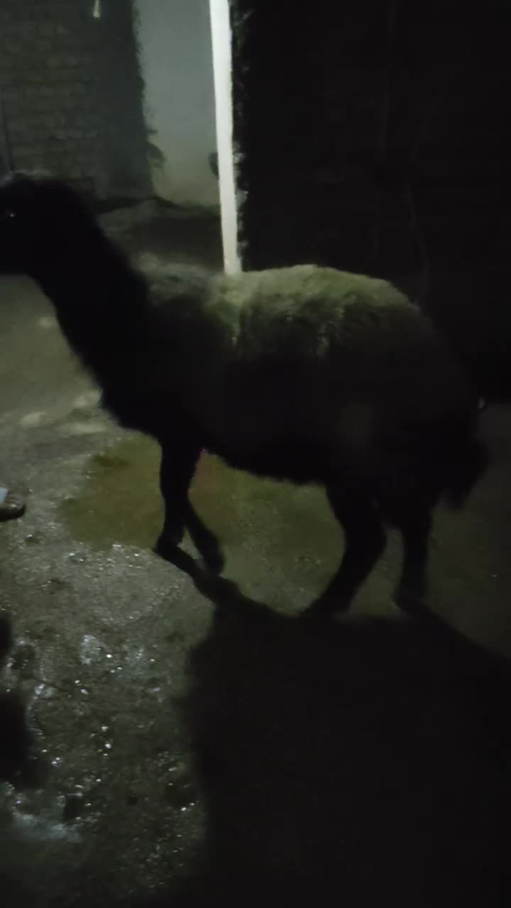 بره نر|حیوانات مزرعه|صادق آباد, |دیوار