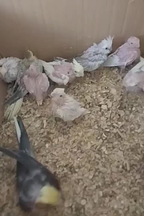 جوجه عروس|پرنده|نوبندگان, |دیوار