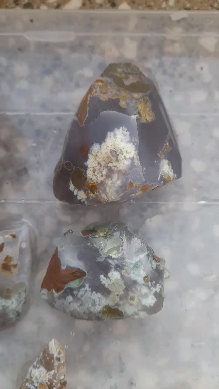 فروش انواع شجرهای بهاره و پاییزه و انواع عقیق|بدلیجات|فردوس (خراسان), |دیوار