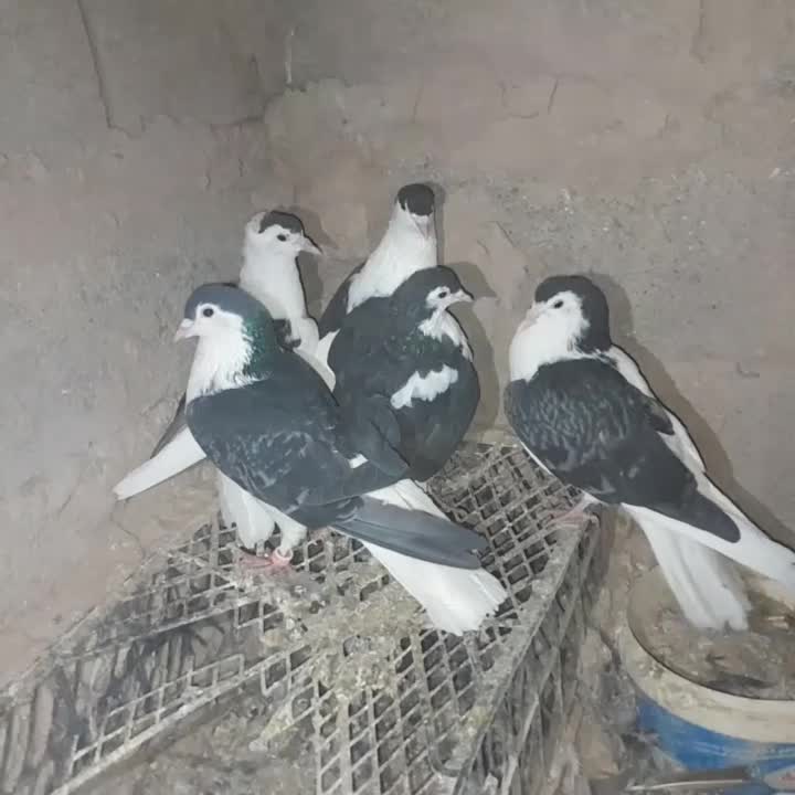 کبوتر کفتر ساده|پرنده|زیرکوه, |دیوار