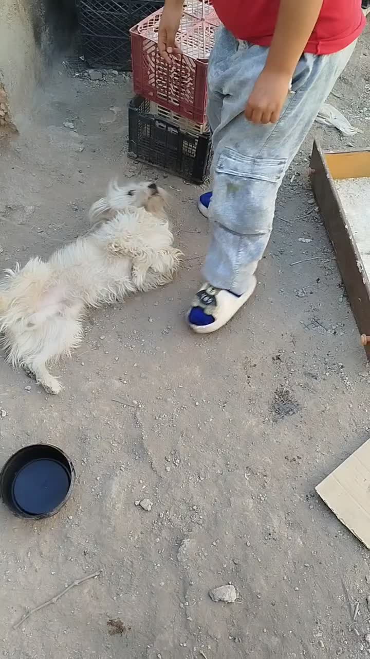 سگ پا کوتاه خانگی|سگ|تاکستان, |دیوار