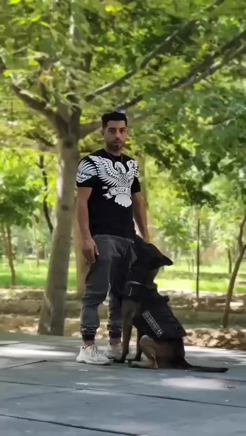 مربی و رفتارشناس سگ ها با مدارک بین المللی|خدمات آموزشی|کرج, فاز ۱ مهرشهر|دیوار