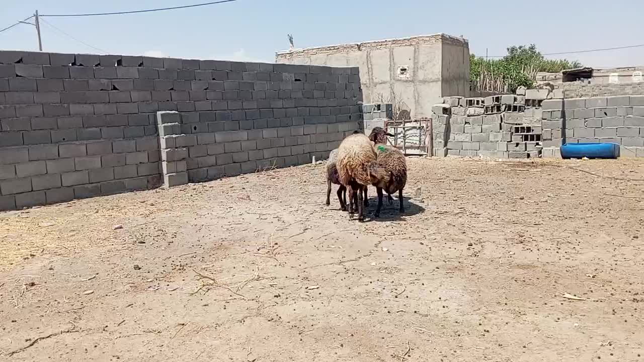 قوچ|حیوانات مزرعه|چناران, |دیوار