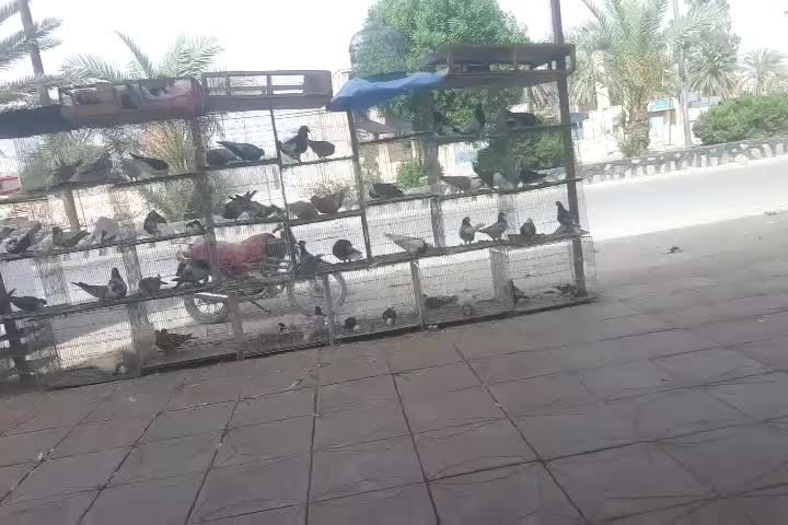 کبوتر رنگی جفتگاه|پرنده|سراوان, |دیوار