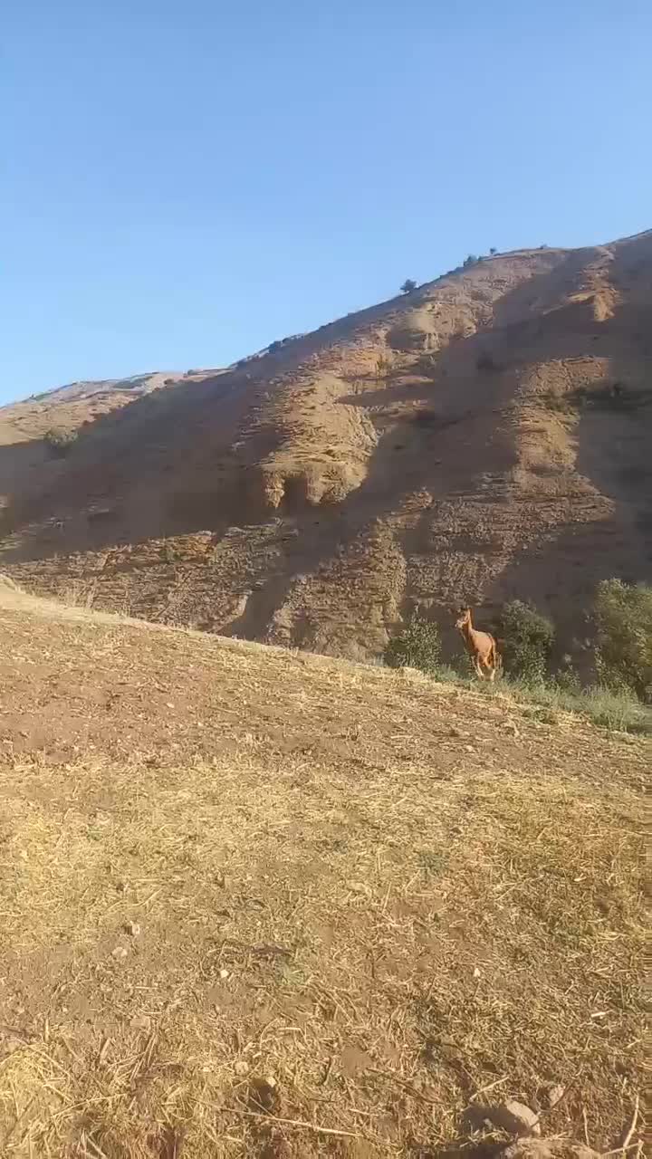 سلام هر عزیزی خاست در خدمت هستیم|اسب و تجهیزات اسب‌سواری|مبارکه, |دیوار