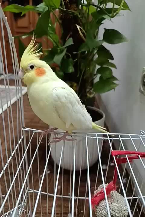 عروس هلندی نژاد لوتینو|پرنده|قم, فرهنگیان و شهربانی|دیوار