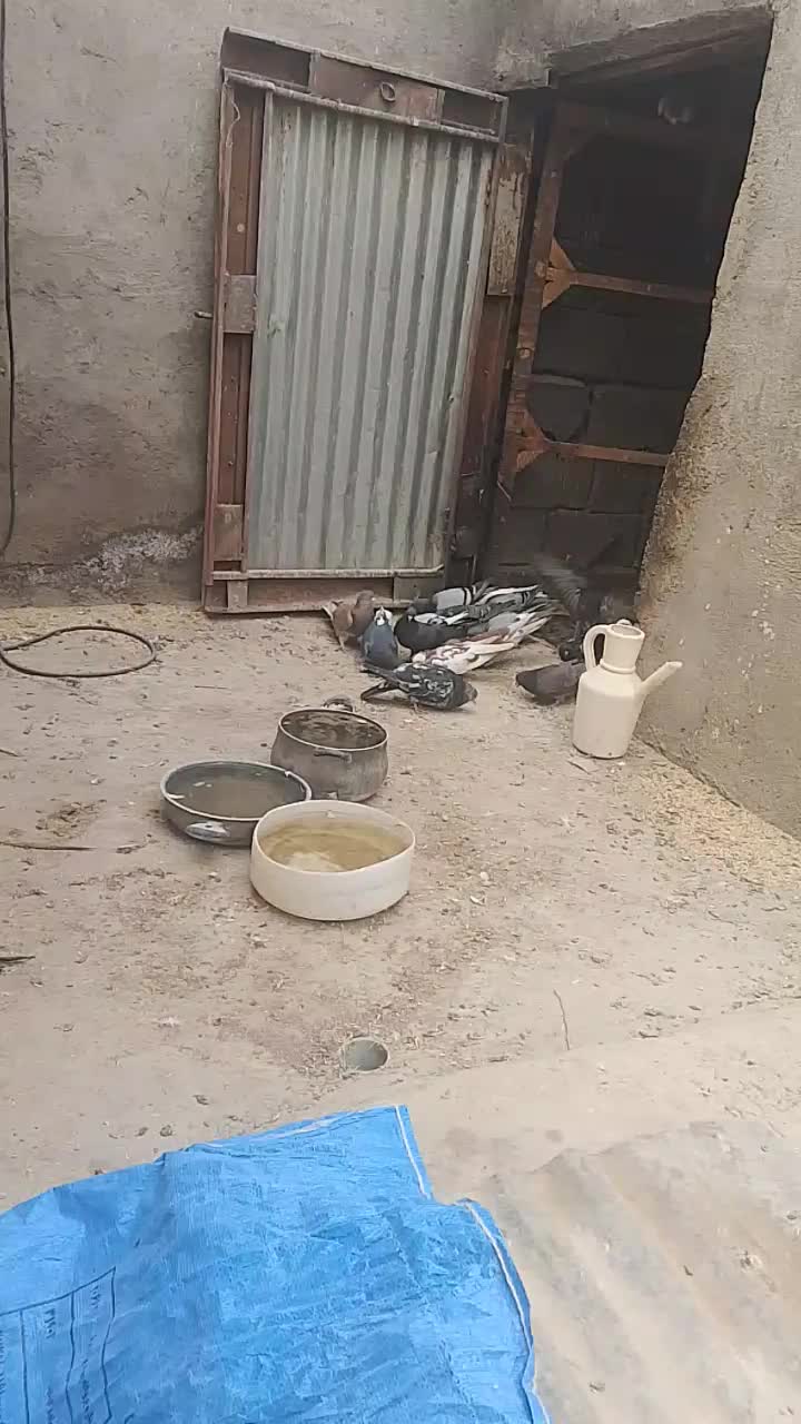 کفتر|پرنده|قنوات, |دیوار