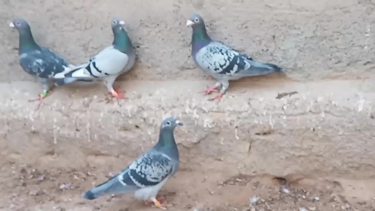 کبوتر پرشی|پرنده|سبزوار, قصبه شرقی|دیوار