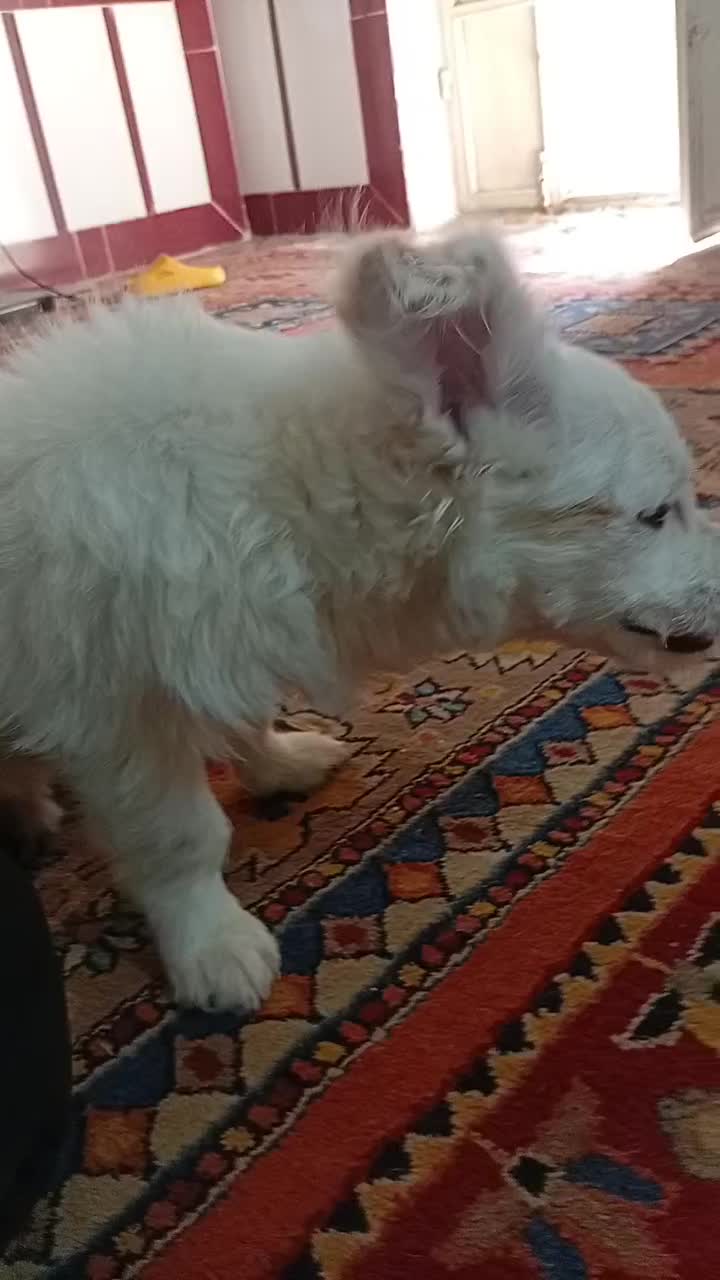 واگذاری سگ نر|سگ|خرمآباد, |دیوار