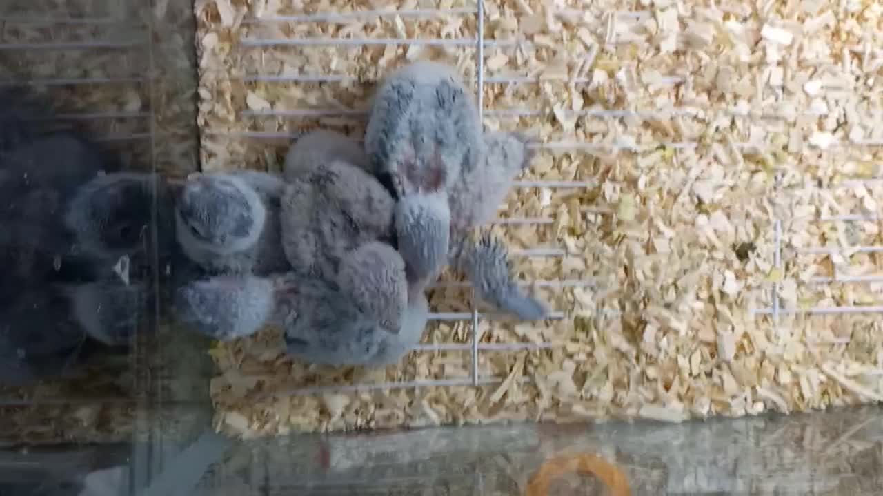 ۵عدد جوجه گرینچیک|پرنده|اردکان, |دیوار