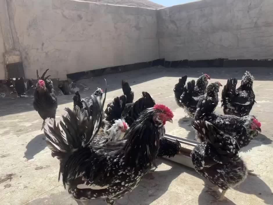 تخم مرغ گلین+جوجه گلین|حیوانات مزرعه|شهرکرد, |دیوار