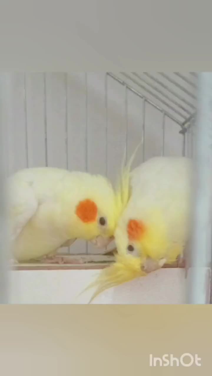 عروس هلندی|پرنده|بجنورد, |دیوار