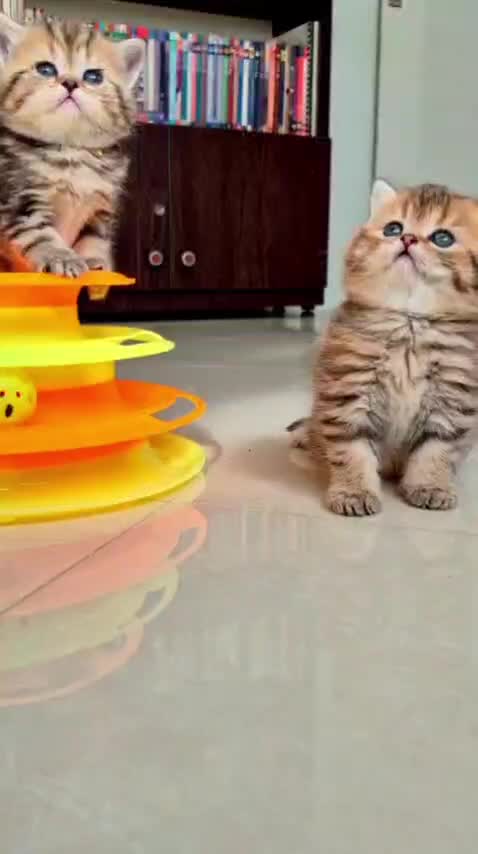 بریتیش عروسکی|گربه|کرج, گلستان|دیوار