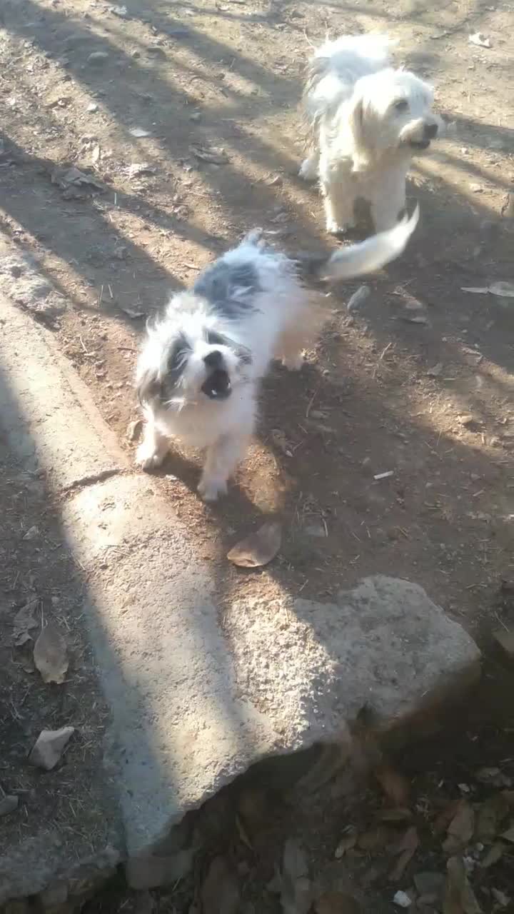 سگ شینزو|سگ|مرند, |دیوار