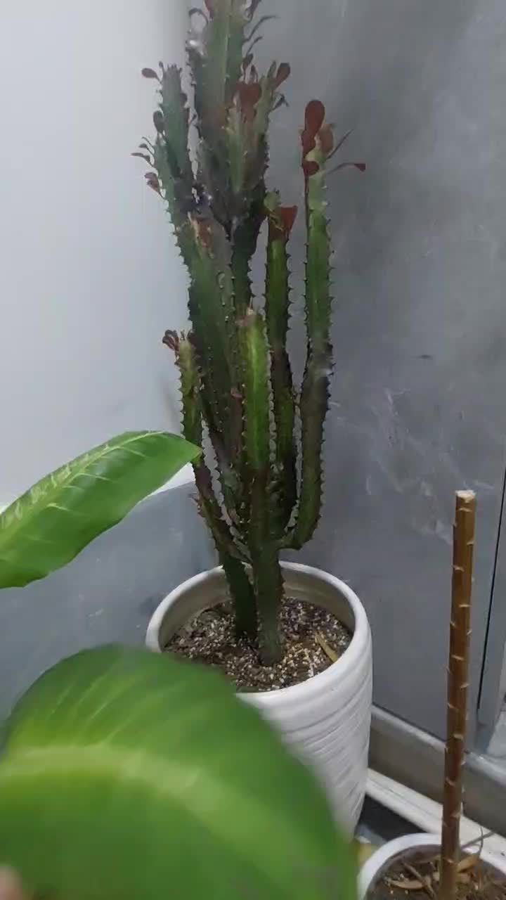 گل کاکتوس افوربیا به همراه گلدان بزرگ سرامیکی|گل و گیاه طبیعی|رشت, حمیدیان|دیوار