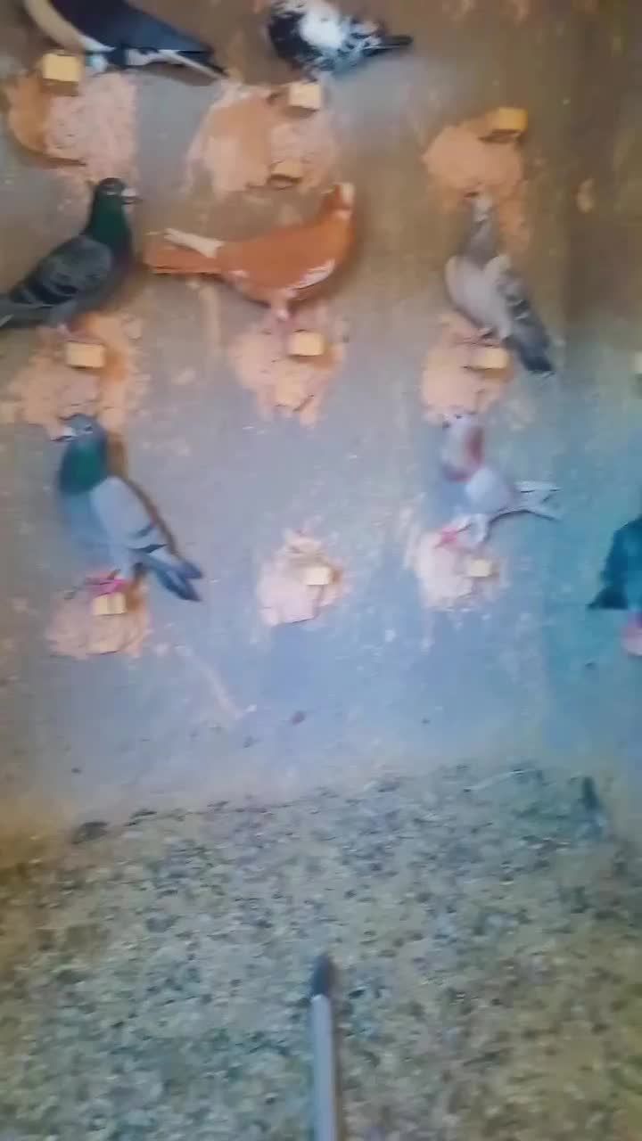 کفتر فروشی|پرنده|یزد, |دیوار