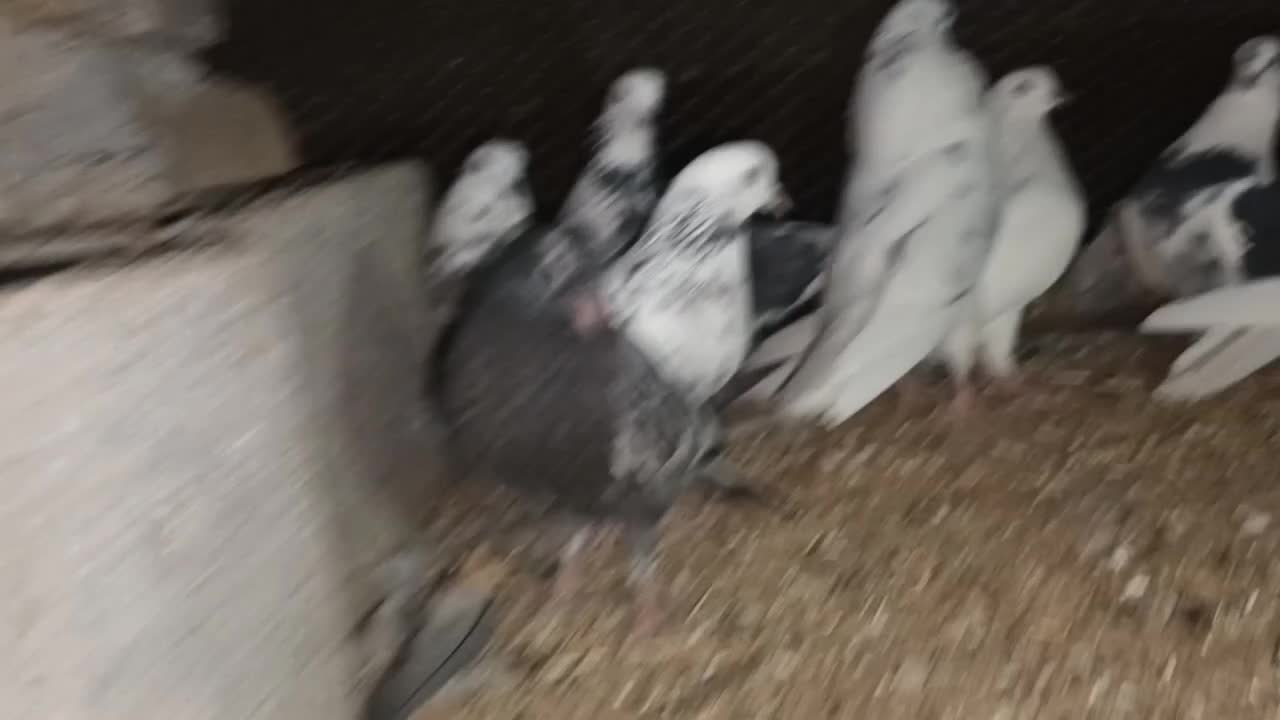 کبوتر|پرنده|ازنا, |دیوار