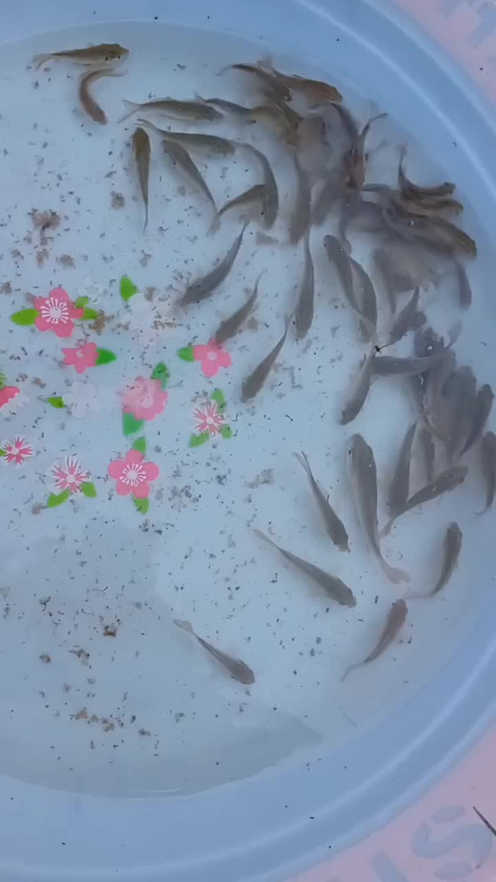 بچه ماهی کپور|ماهی|سنگر, |دیوار