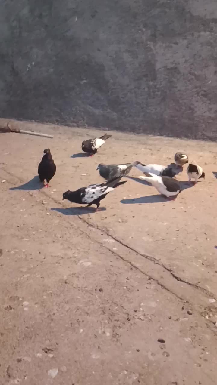 کبوتر رنگی|پرنده|اهواز, پادادشهر|دیوار