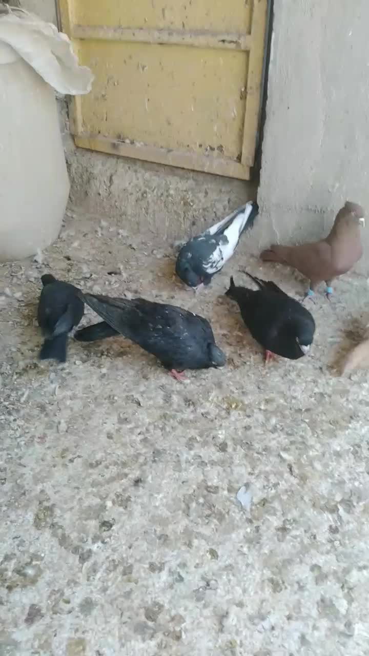 چندتا کبوترفروشی|پرنده|بندر ماهشهر, |دیوار