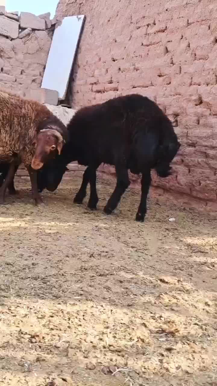 بره پرواری|حیوانات مزرعه|شامکان, |دیوار