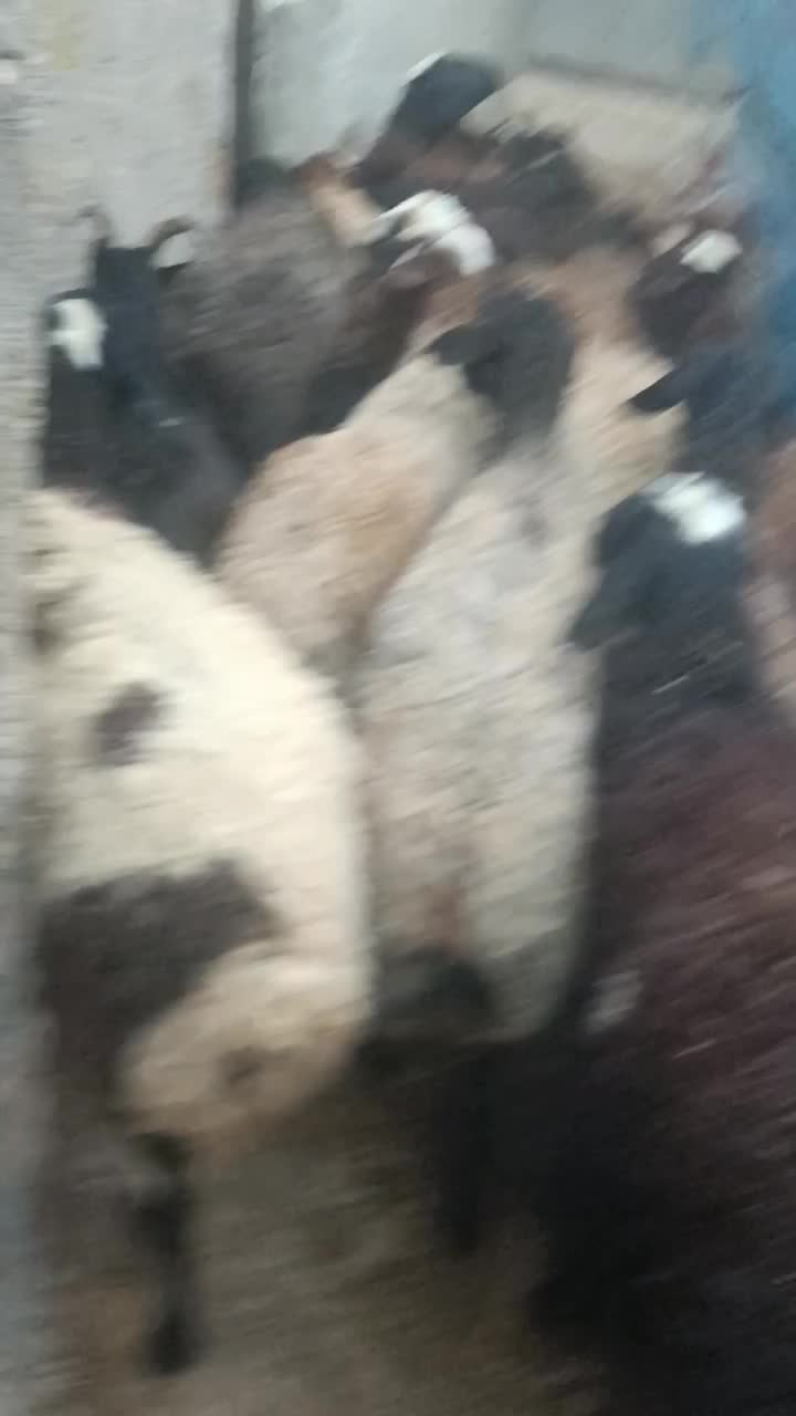 جهت نگهداری و قربانی کردن|حیوانات مزرعه|قزوین, |دیوار