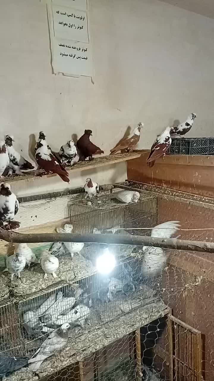 کبوتر|پرنده|اردبیل, |دیوار