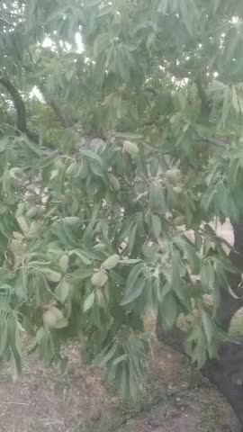 فروش باغ بار بده فنس کشی شده محدوده پل زمانخان|فروش دفتر صنعتی، کشاورزی، تجاری|اصفهان, آزادگان|دیوار