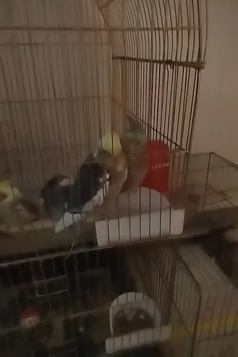 11 عدد عروس هلندی|پرنده|توکهور, |دیوار