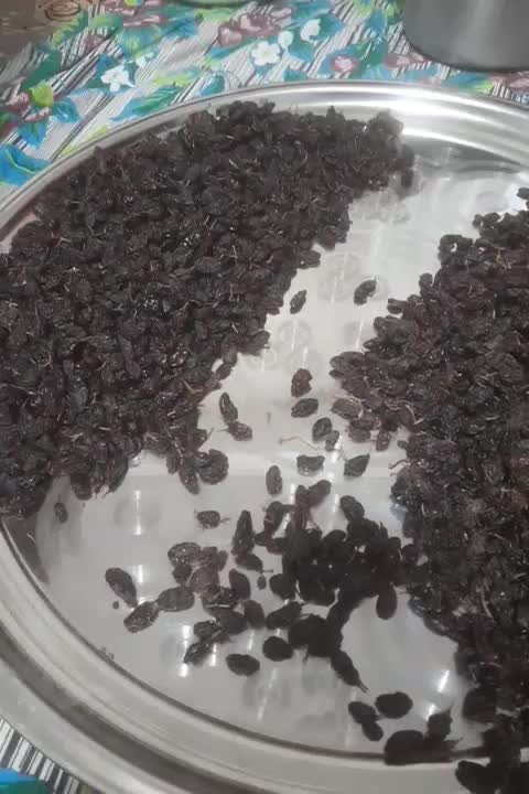 فاخری|خوردنی و آشامیدنی|ملکان, |دیوار