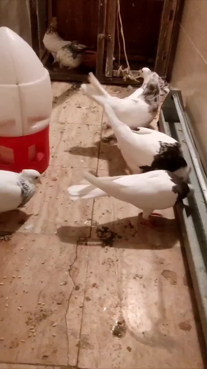 12تا کفترطوقی|پرنده|تهران, هاشمی|دیوار