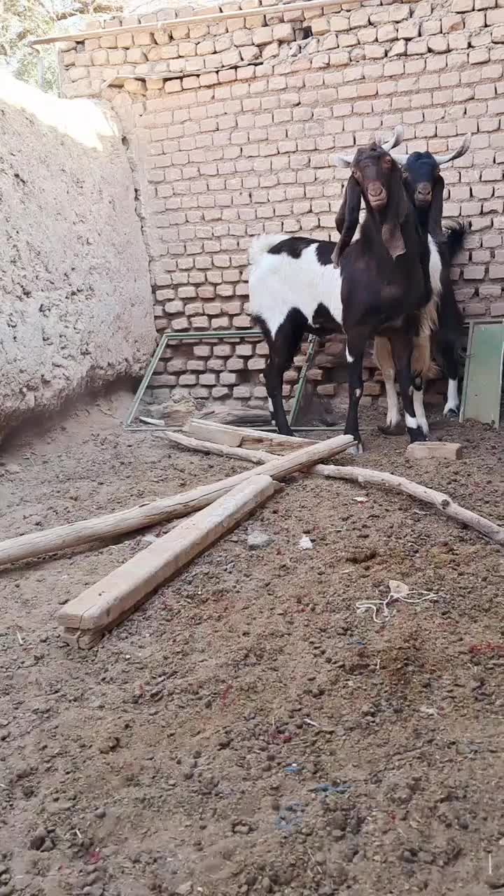 فروش دو راس تکه گلابی|حیوانات مزرعه|بردسکن, |دیوار