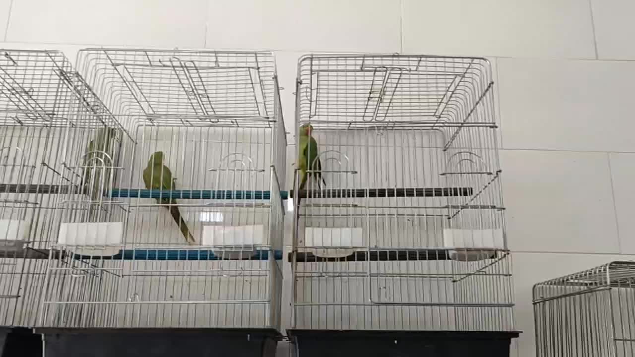 طوطی ملنگو جوجه و مولد|پرنده|قم, ناصردیوان|دیوار